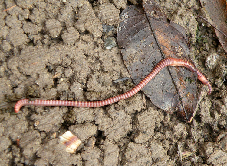 Eisenia fetida
